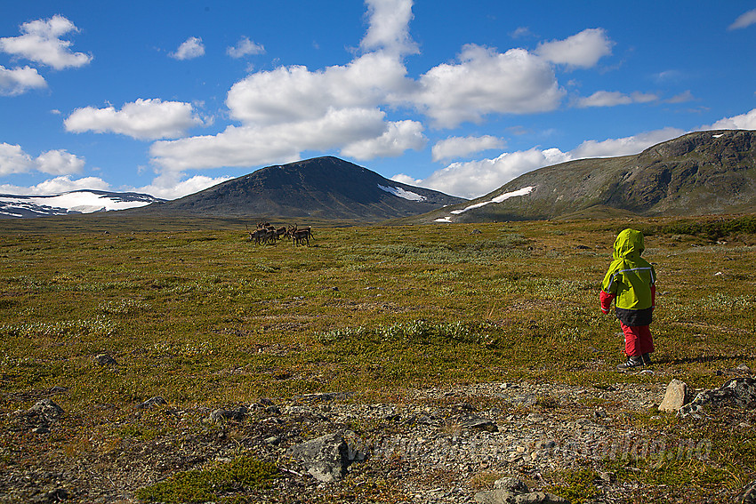 Litt spennende krydder på fjellturen, en tamreinflokk. Sentralt i bakgrunnen ses Gråvåhøe (1765 moh). Vi er på tur fra Brimi Fjellstugu til Søre Koppe.