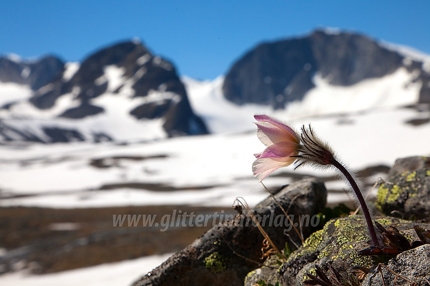 Mogop Pulsatilla vernalis i Trollsteinkvelven.