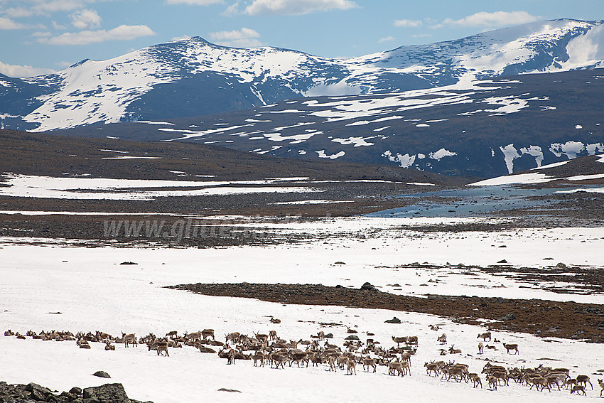 I Trollsteinkvelven med reinsdyrflokk mot et bakteppe bl.a. bestående av Stornubben (2174 moh) og Austre Nautgardstinden (2194 moh).