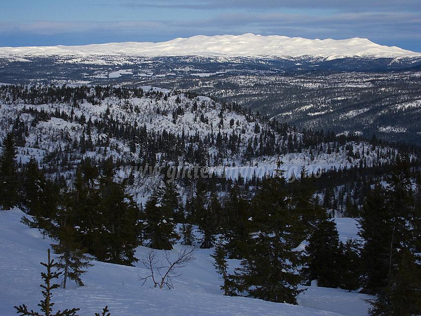 Fra skiløypa like ved Fjellsvarden mot Spåtind (1414 moh).