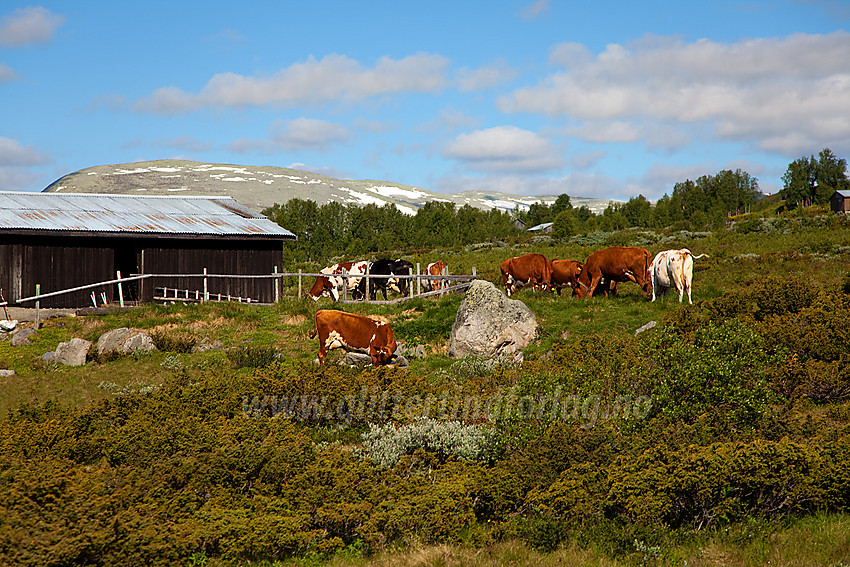 Kyr på beite ved Nøsen langs Panoramaveien