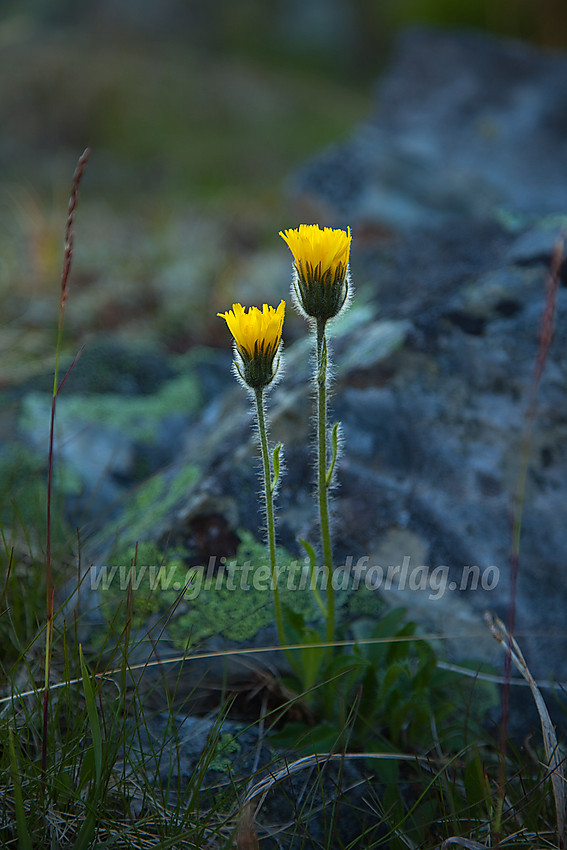 Fjellsveve Hieracium alpinum på Berdalsfjellet ved Hurrungane.