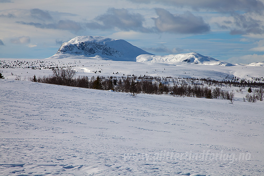 Nord på Skogapruåsen med utsikt mot Kjølafjellet og Rundemellen (1345 moh). Bildet er tatt fra skiløypa som går fra Tansberg over mot Vangsjøen.