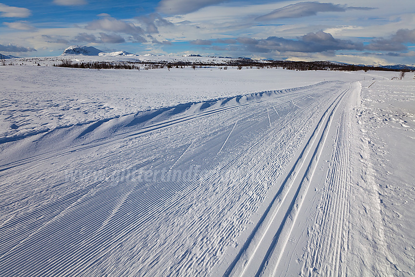 Nord på Skogapruåsen med utsikt mot Kjølafjellet og Rundemellen (1345 moh). Bildet er tatt fra skiløypa som går fra Tansberg over mot Vangsjøen.