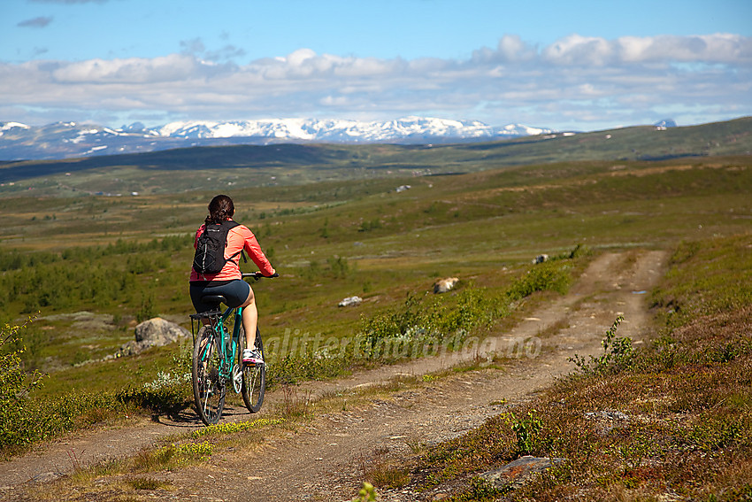 På veien vest for Kringlehovda i Vestre Slidre. Jotunheimen skimtes i bakgrunnen.