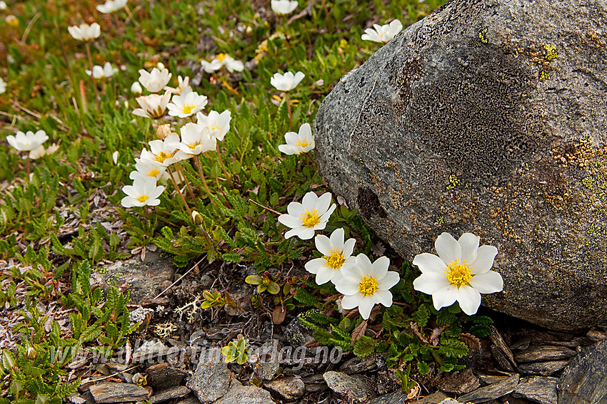 Reinrose Dryas octopetala på Gilafjell.