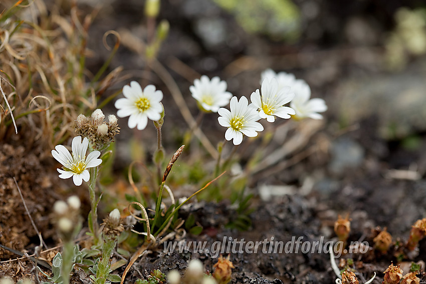 Fjellarve Cerastium alpinum på Gilafjellet i Vang.