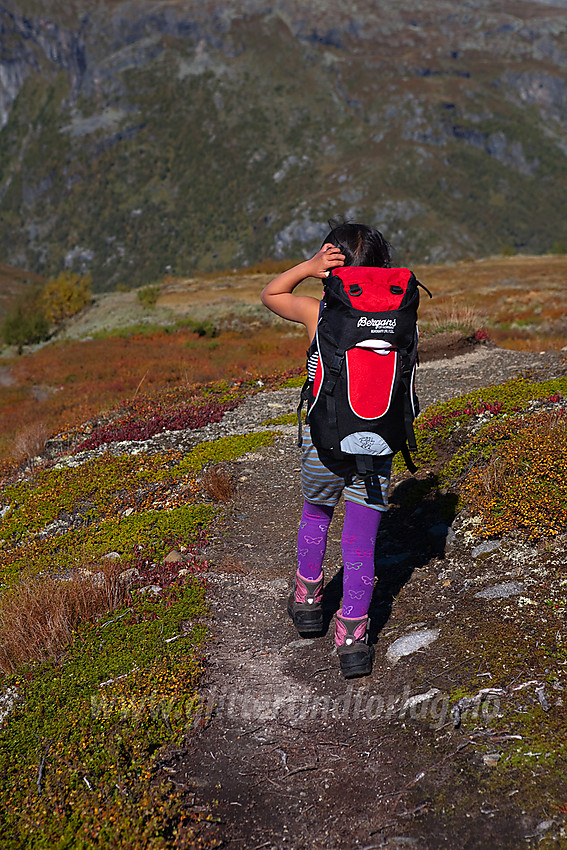 Liten fjellvandrer i ytre del av Ringsdalen.