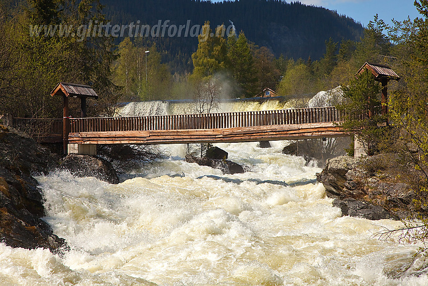 I Kvitvellafossen er Neselve virkelig imponerende. Lett tilgjengelig er den også like ved Fagernes sentrum. Bildet er tatt en vårdag med flomføring i elva.