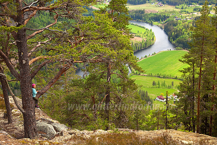 Klatring i flott furu på Kristiansmokollen med en flik av Begnadalen og Begna i bakgrunnen.