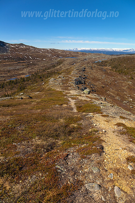 Vestryggen på Kalvemellen.