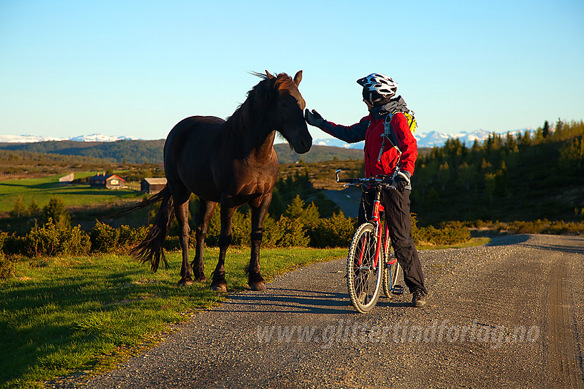 Syklist og hest en flott sommermorgen på Bjørnhovda i Nord-Aurdal. I bakgrunnen ses såvidt noen av Jotunheimens snødekte tinder.