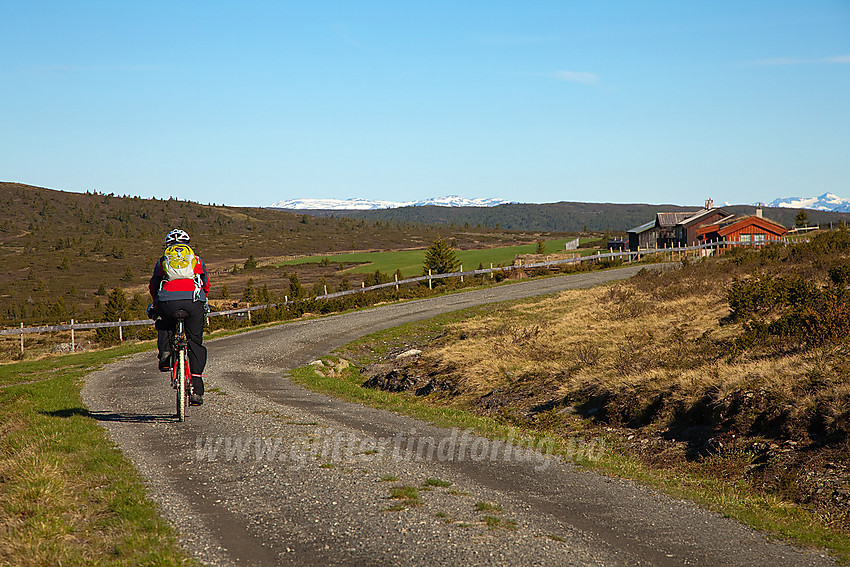 Sykling på Bjørnhovda en flott sommermorgen. I bakgrunnen ses snødekte fjell. Bl.a. Galdebergtinden helt til høyre.