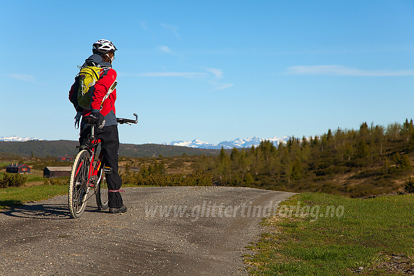 Sykling på Bjørnhovda en flott sommermorgen. I bakgrunnen ses Jotunheimens snødekte tinder.