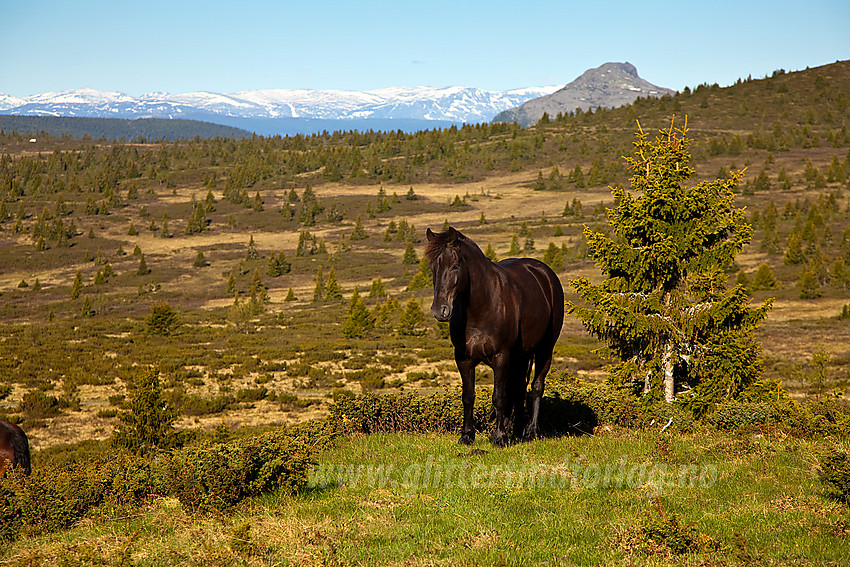 Hest på beite på Bjørnhovda i Nord-Aurdal. I bakgrunnen ses bl.a. Skarvemellen.