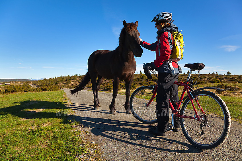 Idyllisk møte mellom hest og syklist en flott sommermorgen på Bjørnhovda i Nord-Aurdal.