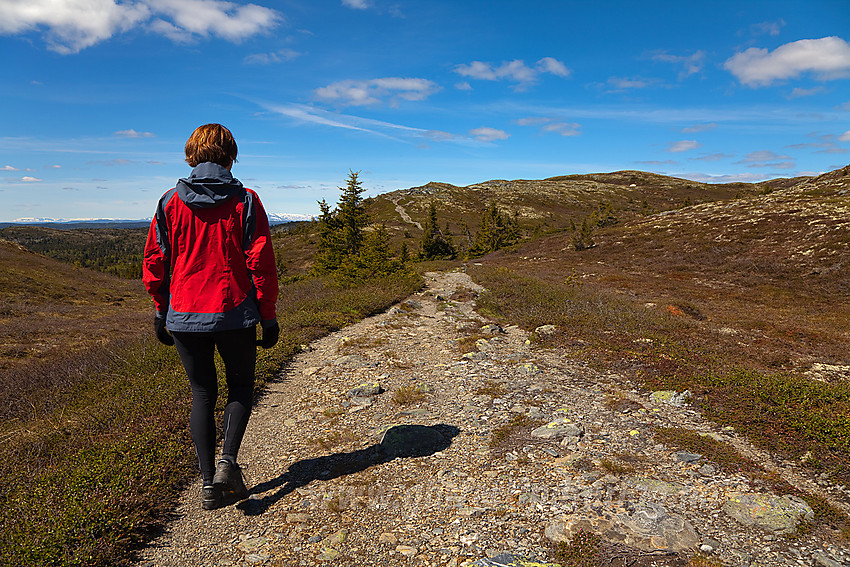 På vei til Bjørgovarden (1138 moh) fra Nordfjellstølen.