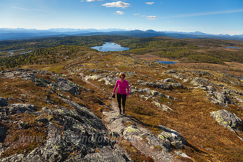 På vei opp de siste meterne til toppen av Binnhovdknatten med utsikt nordvestover i retning Jotunheimen.