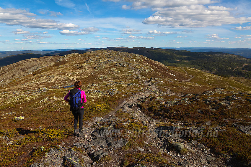 På vei østover fra Binnhovdknatten (1165 moh) med Fjellenden i bakgrunnen.