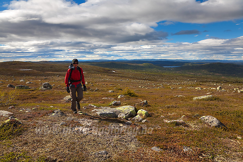 På vei fra Fledda til Langtjernkollen på Manfjellet. Busufjellet bak til høyre.