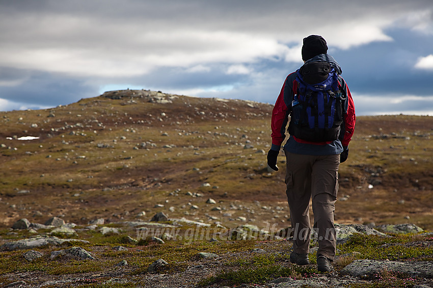 På vei mot Langjternkollen på Manfjellet.