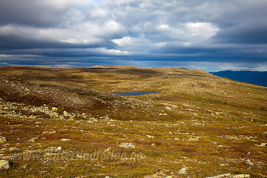 Fra Sæterknatten mot Langtjernkollen (1148 moh) på Manfjellet i Vassfaret.