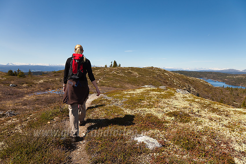 På vei tilbake fra Binnhovdknatten.