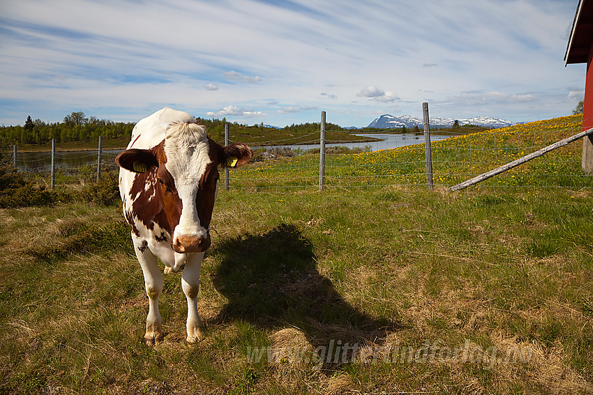 Poserende ku ved Gaukelie på Stølsvidda i Nord-Aurdal.