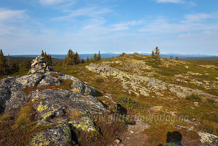 Sommermorgen på toppen av Tveitastølfjellet (1043 moh).