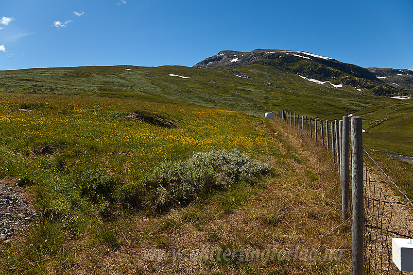 Ved Nefstadstølen i Rysndalen med Mjellknapp (1678 moh) i bakgrunnen.