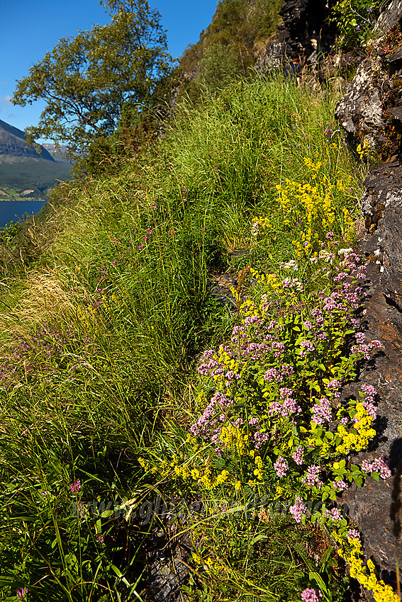 Frodig og flott med blomster langs stien fra Leirhol til Leirholstølen.