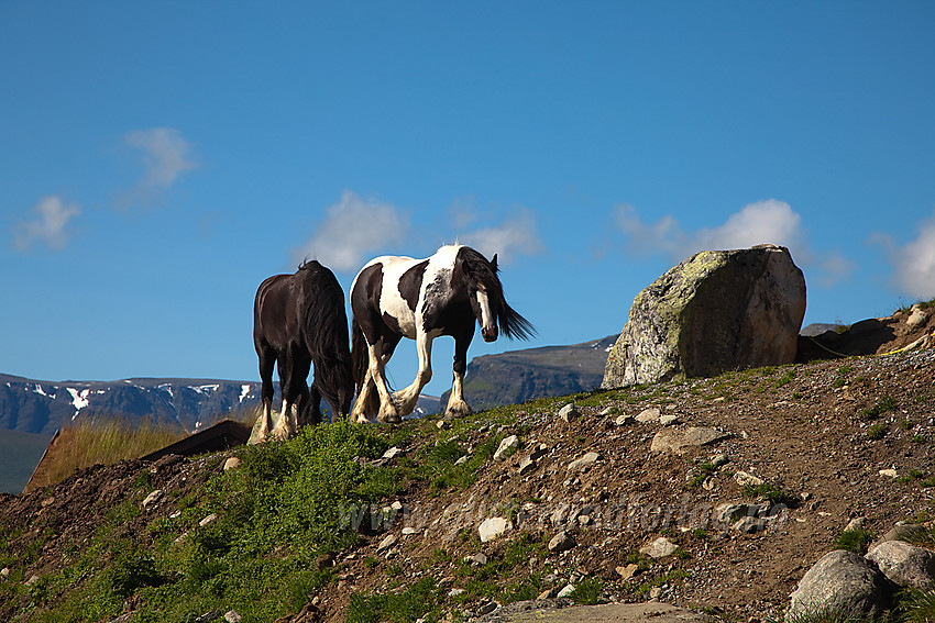 Hester ved Leirholstølen i Vang.