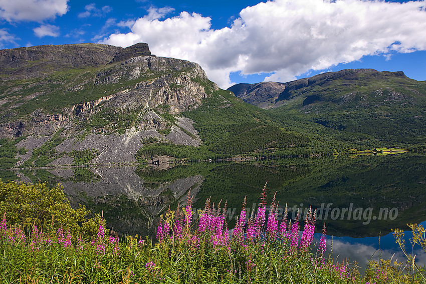 Ved Vangsmjøse mot Skusthorn (1630 moh) og Vennisfjellet.