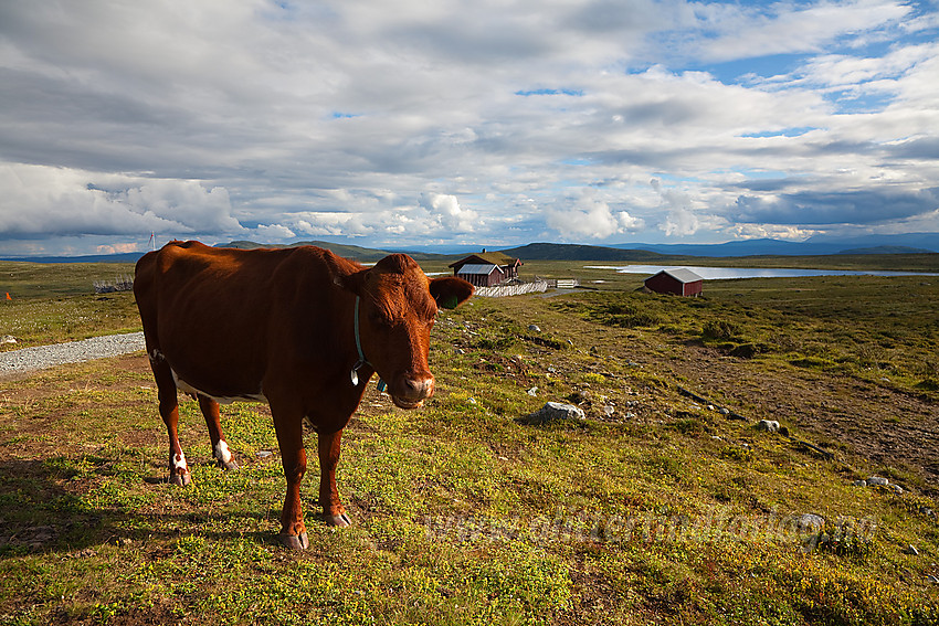 Sommerbeboer på Skreddalen i Øystre Slidre.