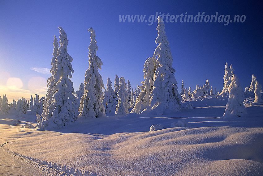 Vintereventyr i desember. På vei til Skardåsen i Nord-Aurdal.