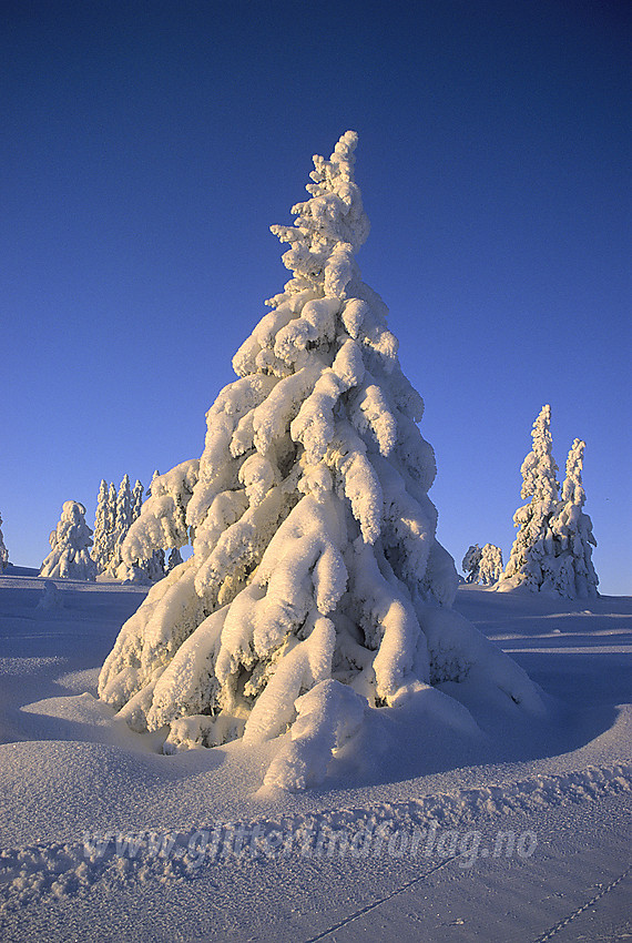 Vintereventyr i desember. På vei til Skardåsen i Nord-Aurdal.