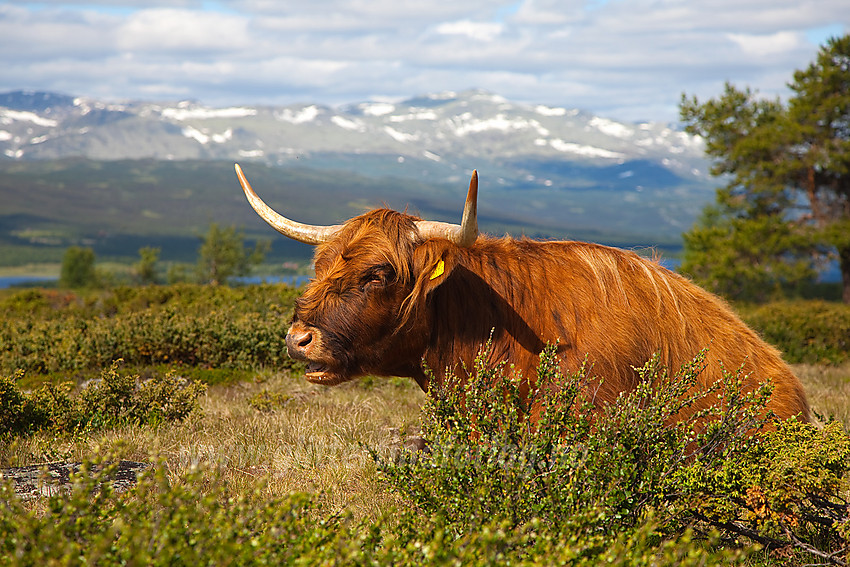 Skostk høylandsfe på beite ikke langt fra Kinnholt (Vaset) i Vestre Slidre.