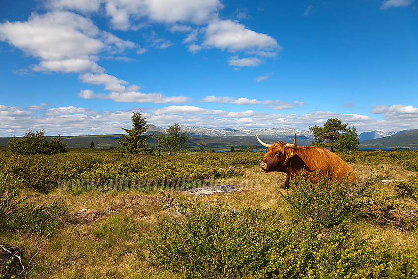 Skostk høylandsfe på beite ikke langt fra Kinnholt (Vaset) i Vestre Slidre.