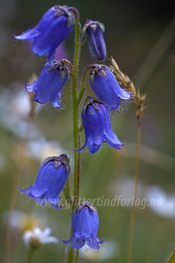 Skjeggklokke Campanula barbata i Etnedal.