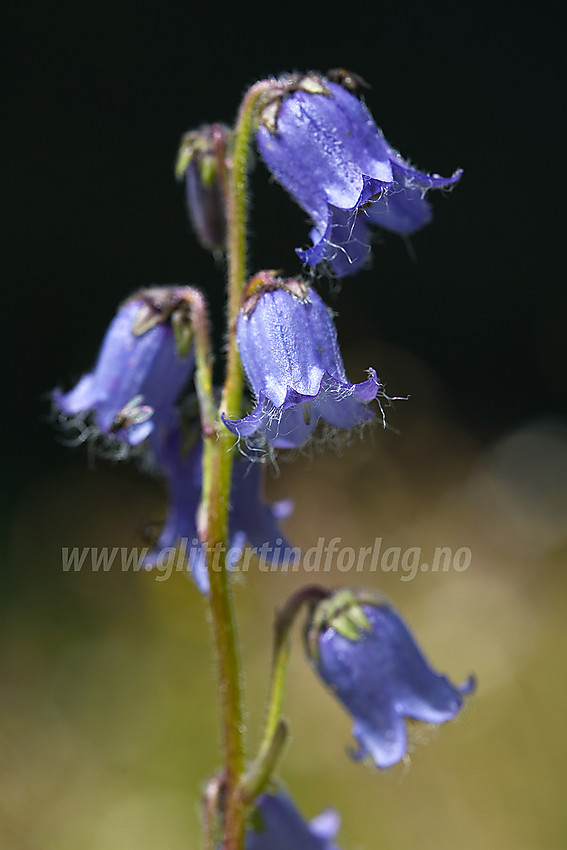 Skjeggklokke Campanula barbata i Etnedal.