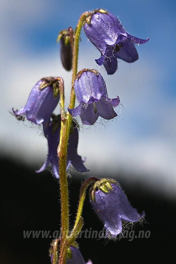 Skjeggklokke Campanula barbata i Etnedal.