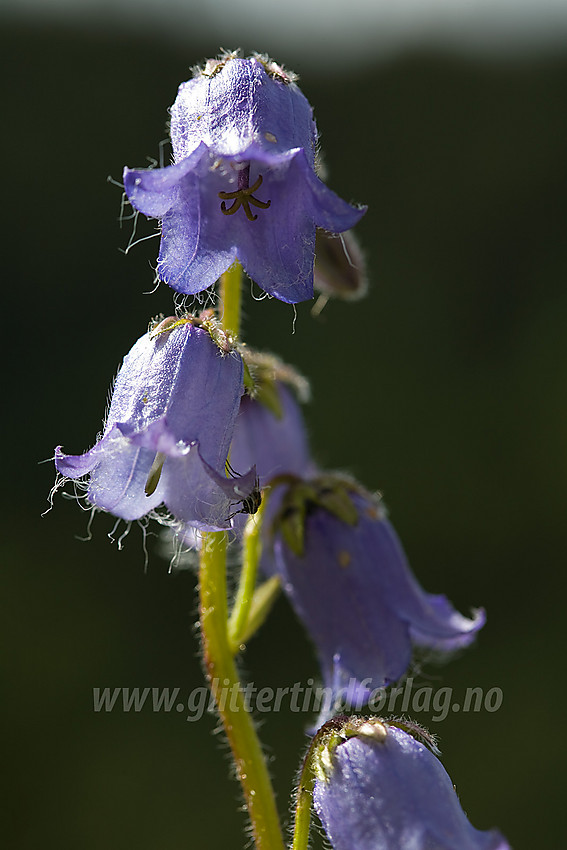 Skjeggklokke Campanula barbata i Etnedal.