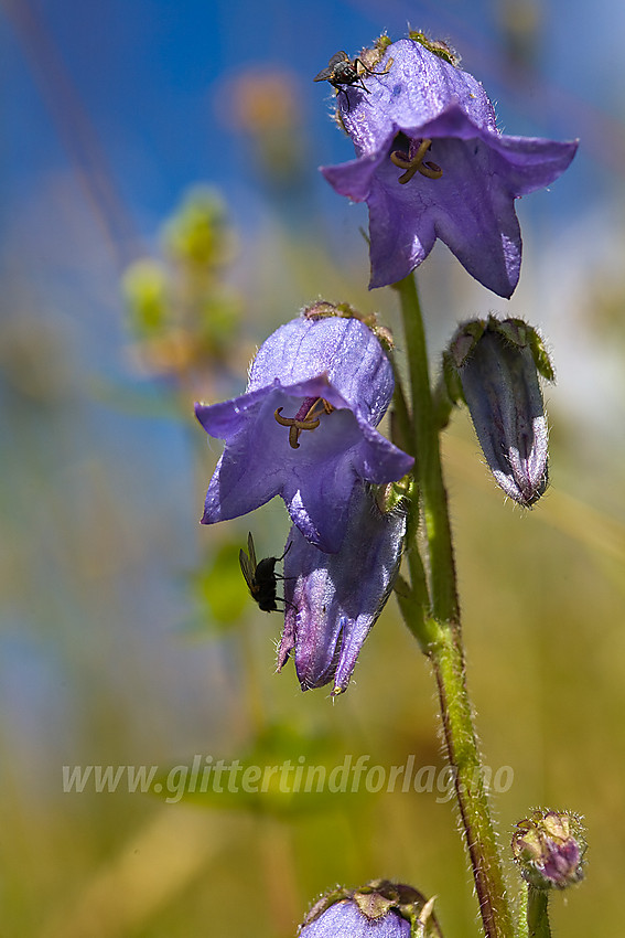 Skjeggklokke Campanula barbata i Etnedal.