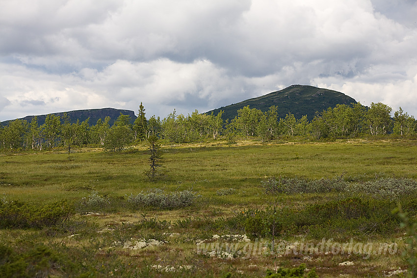 DOkkakampen (1122 moh) og Ormtjernkampen (1128 moh) fra sør.