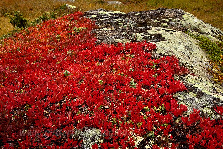 Rypebær Arctostaphylos alpinus langs stien til Grønsennknipa.