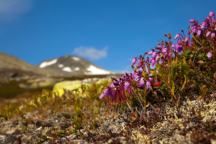 Blålyng Phyllodoce caerulea ved Lægernøse i Hemsedal.