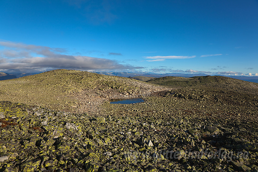 På toppen av Gråskarvet (1731 moh) med Jørungilknappen (1710 moh) i bakgrunnen.