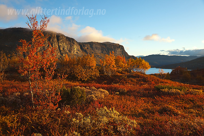 På vei fra Nystuen mot Sulebu med herlige høstfarger i skogen. I bakgrunnen ses Støgonøse, Skørsnøse og en flik av Otrøvatnet.