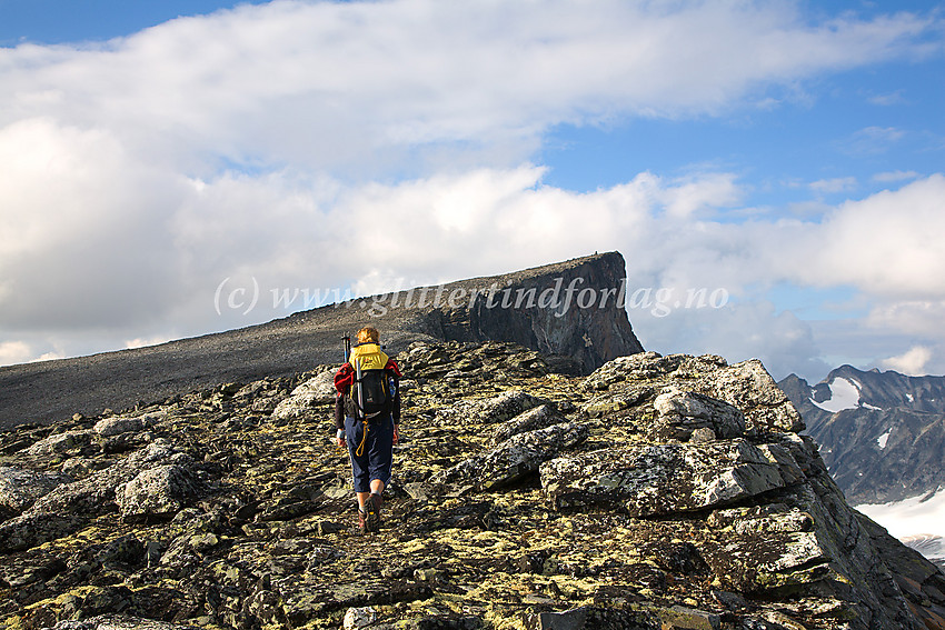 På vei mot Bukkehøe (2314 moh.) fra sør.