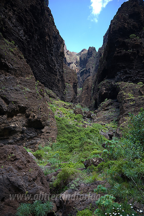 Maskajuvet på Tenerife.